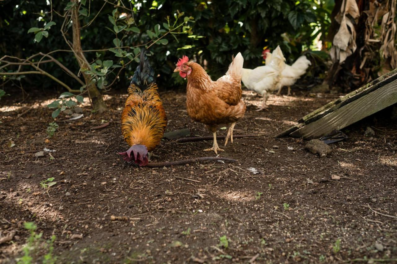 Quinta Da Cidade Ponta Delgada Eksteriør bilde
